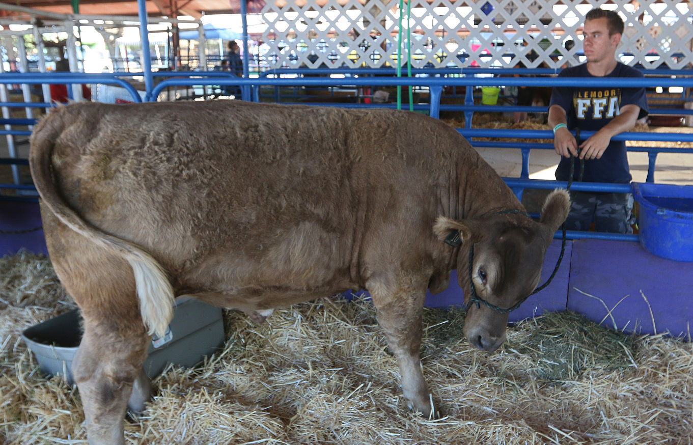 Kings Fair animal arrival